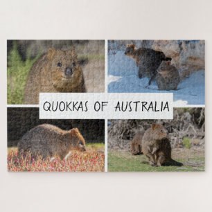 4-in-1 Quokka of Australia Animal, 1014 pieces Jigsaw Puzzle
