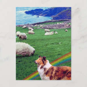 4. Ireland Coast, Collie & Flock of Sheep #2 Postcard