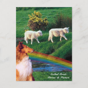 4. Ireland Stream with Collie and Sheep Postcard