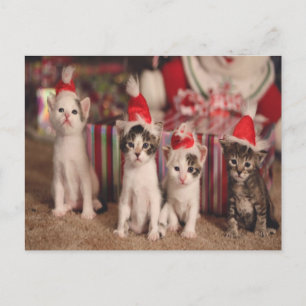 4 Kittens Christmas Card