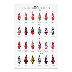 4 main species of koi fish photo print