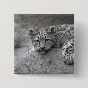 4 month old Snow leopard cub draped over a rock 15 Cm Square Badge