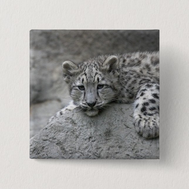 4 month old Snow leopard cub draped over a rock 15 Cm Square Badge (Front)
