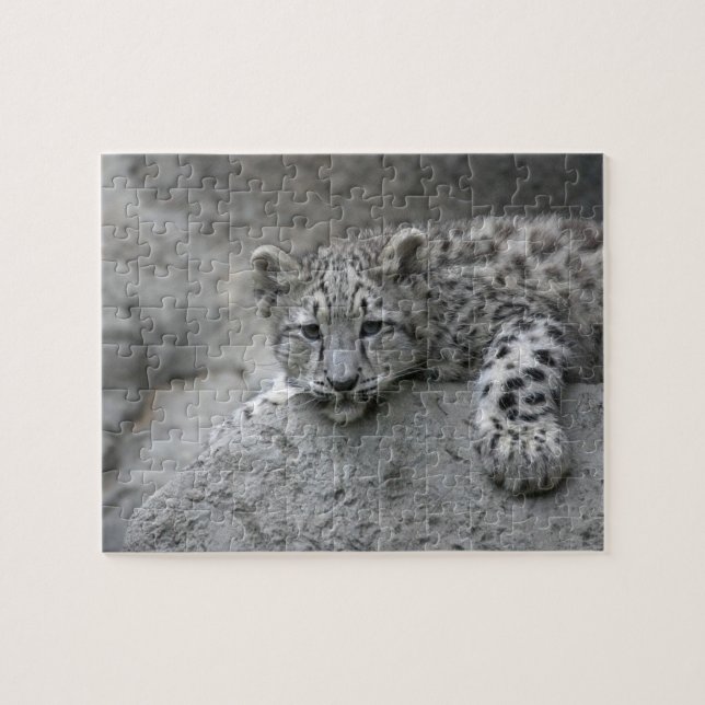4 month old Snow leopard cub draped over a rock Jigsaw Puzzle (Horizontal)