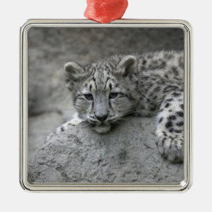4 month old Snow leopard cub draped over a rock Metal Tree Decoration