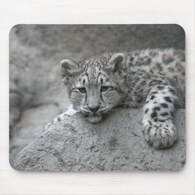 4 month old Snow leopard cub draped over a rock Mouse Mat (Front)