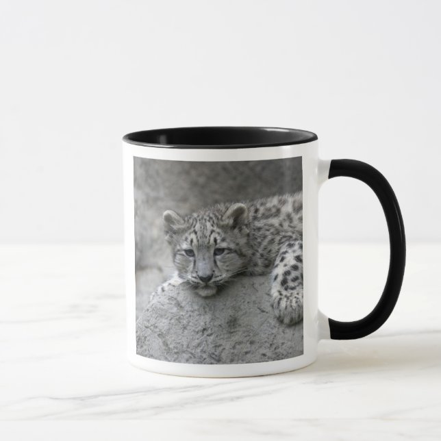 4 month old Snow leopard cub draped over a rock Mug (Right)