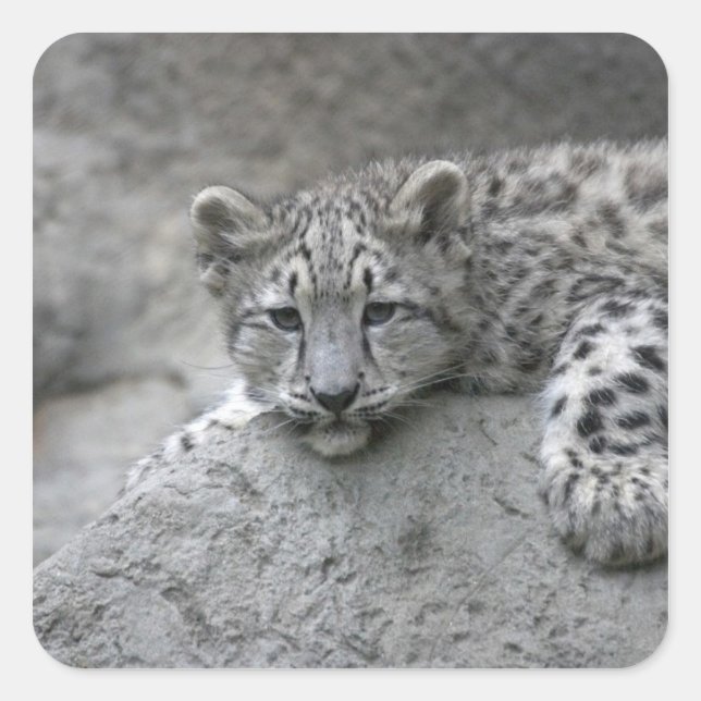4 month old Snow leopard cub draped over a rock Square Sticker (Front)