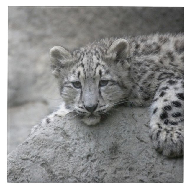 4 month old Snow leopard cub draped over a rock Tile (Front)