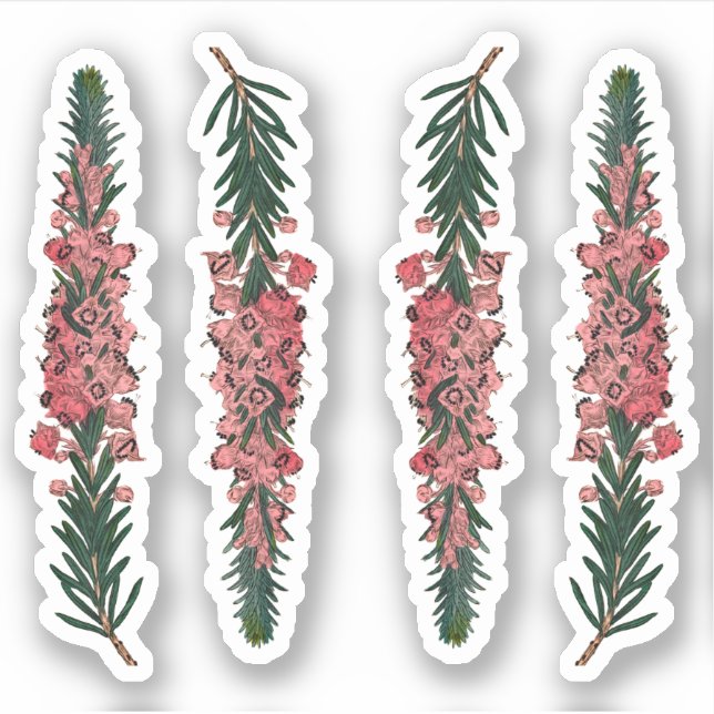 4 Sprigs of Cornish Heath (Erica vagans) - Contour (Front)