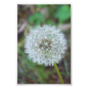 4" x 6" beautiful dandelion photo print