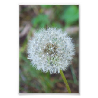 4" x 6" beautiful dandelion photo print