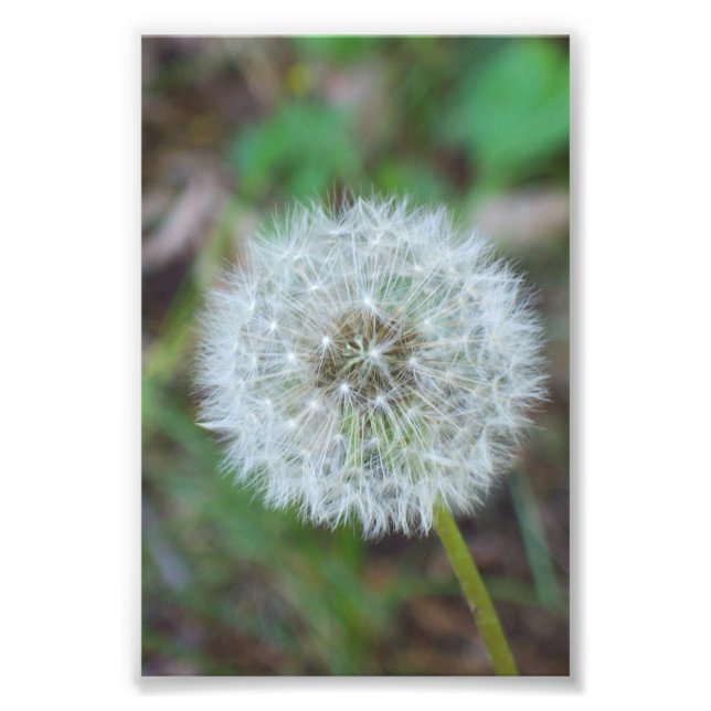 4" x 6" beautiful dandelion photo print (Front)