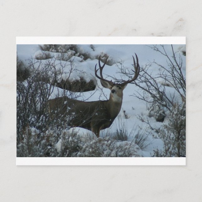 4X4 Mule deer Postcard (Front)