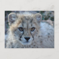 4x6 cheetah
