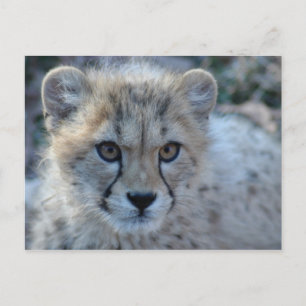 4x6 cheetah postcard