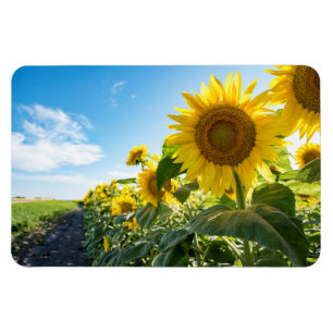 4x6 Flat Magnet