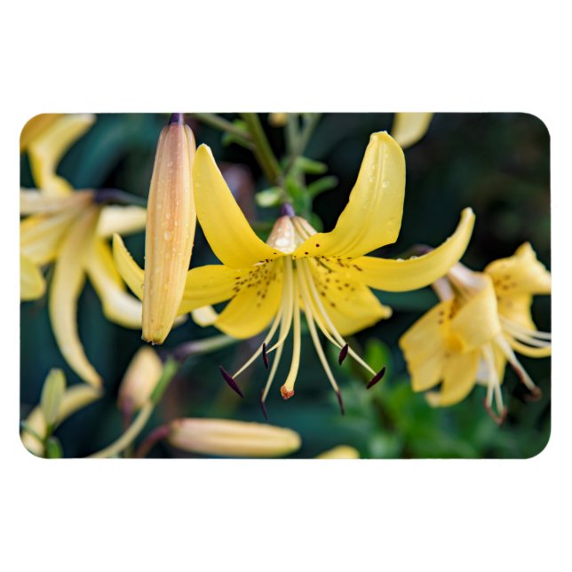 4x6 Flat Magnet (Horizontal)