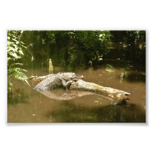 4x6 photo alligator