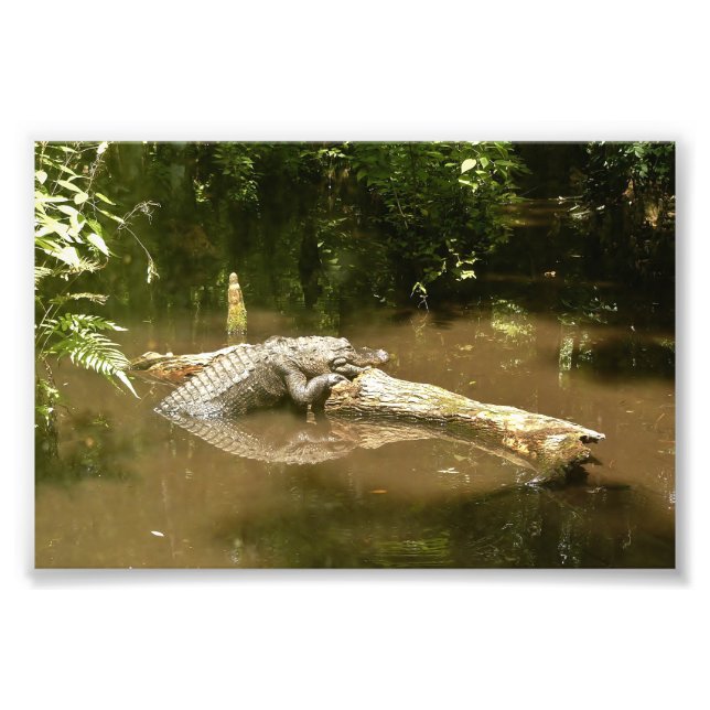 4x6 photo alligator print (Front)