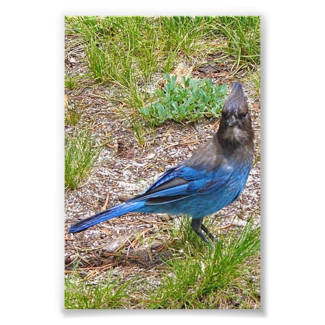 4x6 photo blue jay print (Front)