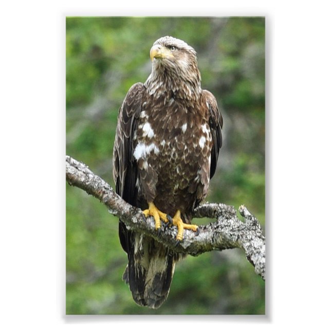 4x6 photo eagle (Front)