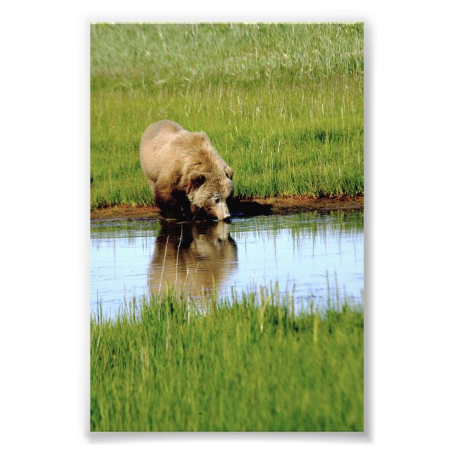 4x6 photo  grizzly bear (Front)