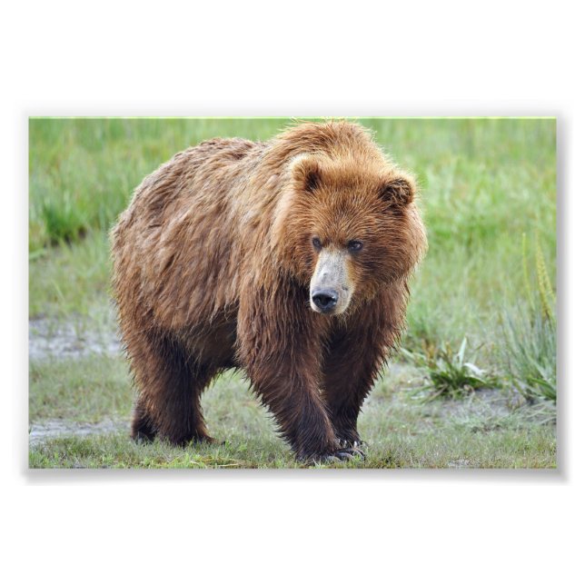 4x6 photo  grizzly bear (Front)