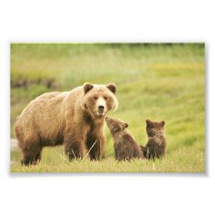 4x6 photo grizzly bear print