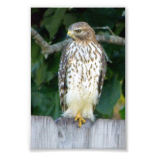 4x6 photo hawk