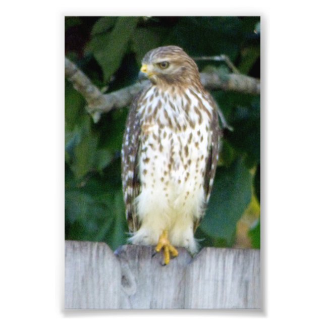 4x6 photo hawk print (Front)