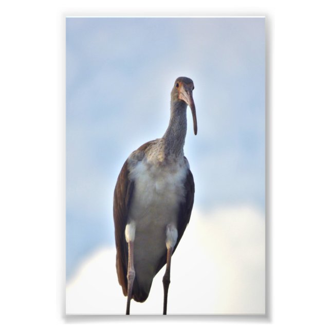 4x6 photo of crane print (Front)