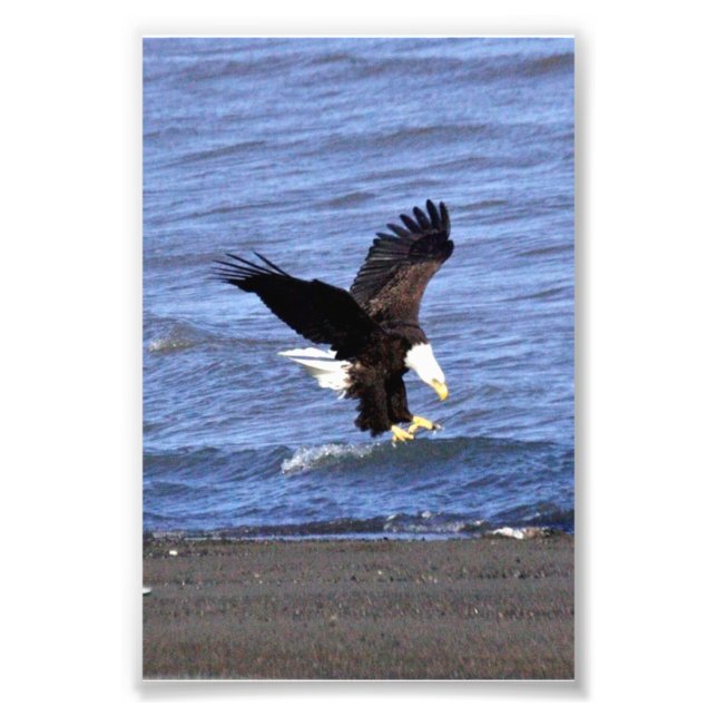 4x6 photo of eagle (Front)