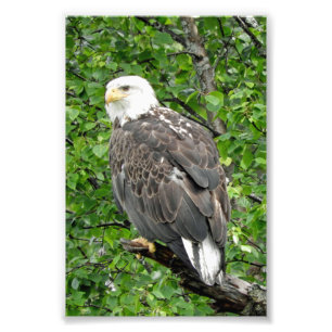 4x6 photo of eagle print