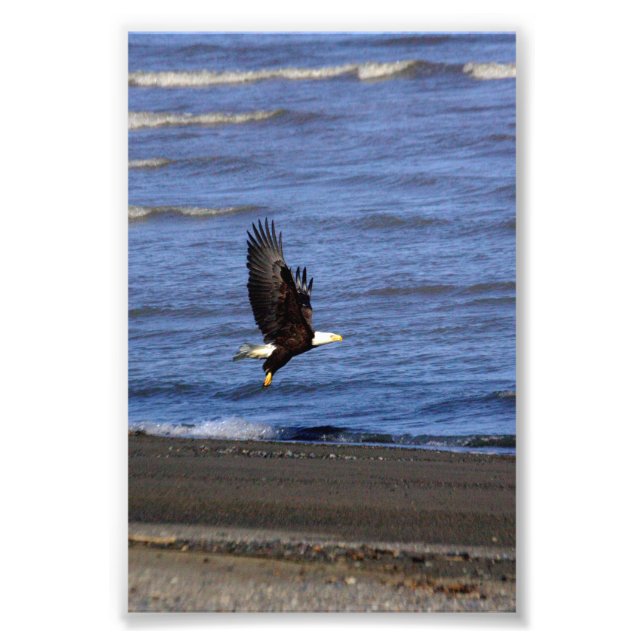 4x6 photo of eagle print (Front)