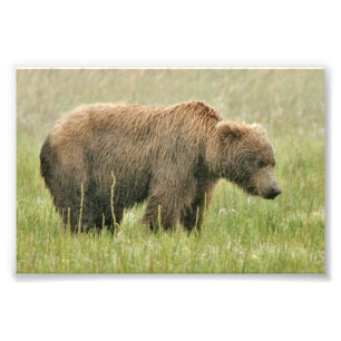4x6 photo of grizzly bear print