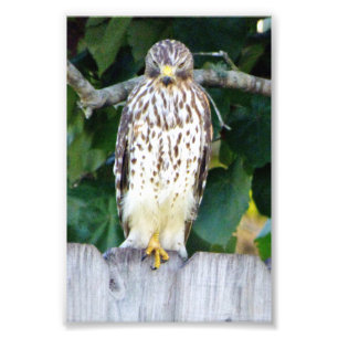 4x6 photo of hawk print