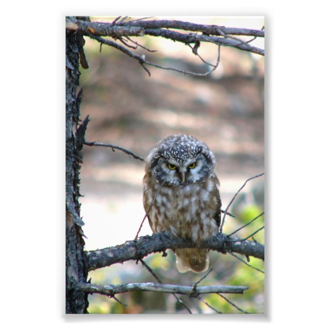 4x6 photo of owl print (Front)