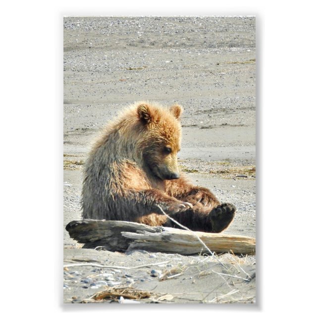 4x6 Photo Paper (Satin) of grizzly bear cub Print (Front)