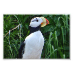 4x6 photo puffin