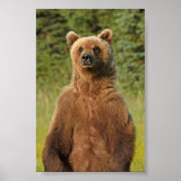 4x6  Poster Paper (Matte) of grizzly bear