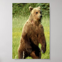4x6  Poster Paper (Matte) of grizzly bear
