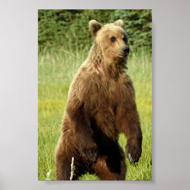 4x6  Poster Paper (Matte) of grizzly bear (Front)