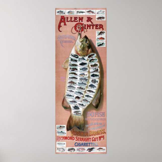 50 Fish from American Waters Vintage Poster (Front)