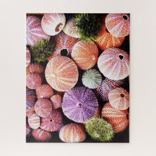 520 piece Sea urchins puzzle