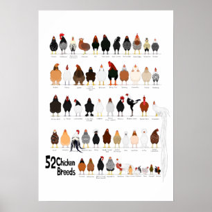 52 breeds of chickens poster
