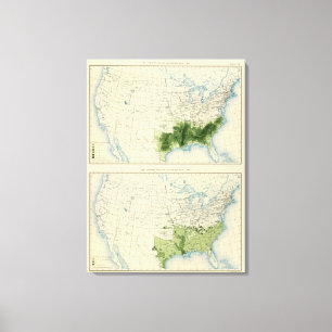 52 Cotton 1890 Canvas Print