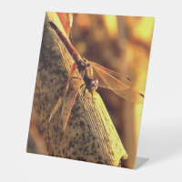 534424932Elegant Red Darter Dragonfly Insect Art
