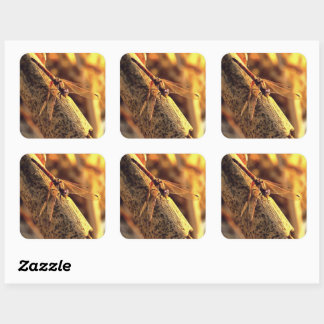 534424932Elegant Red Darter Dragonfly Insect Art Square Sticker