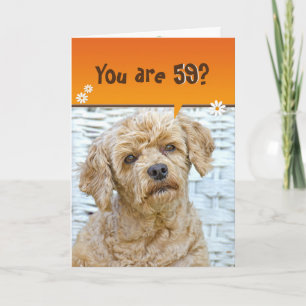 59th birthday brown poodle on wicker card